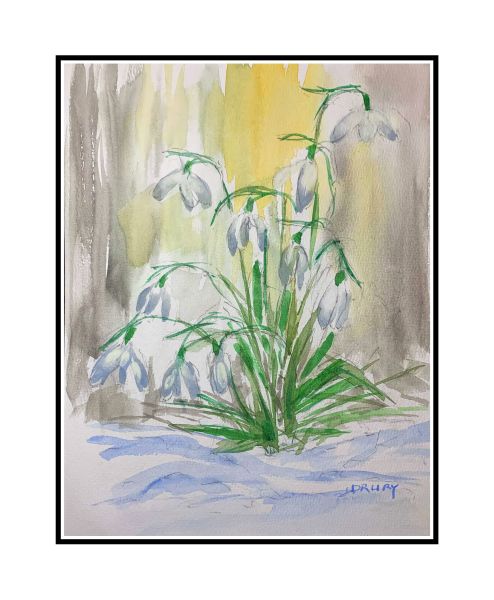 Snowdrops