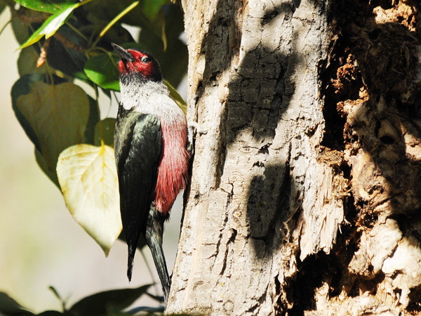 Lewis's woodpecker