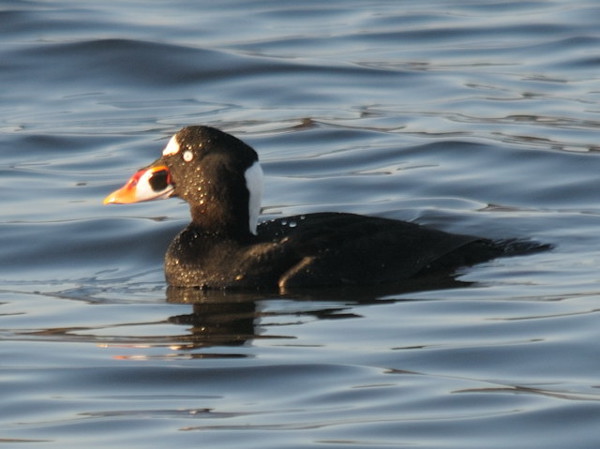 Surf Scoter